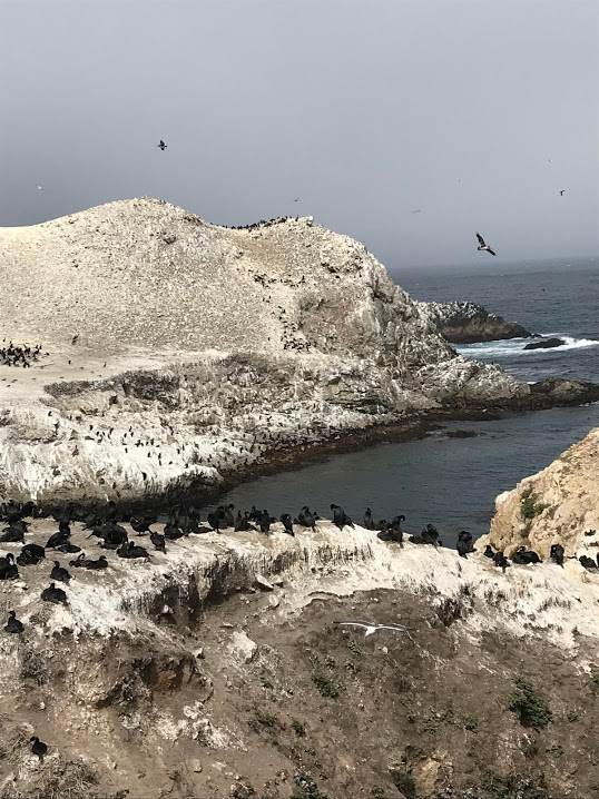 point lobos state reserve